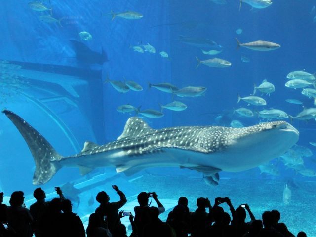 近隣の観光地①：美ら海水族館