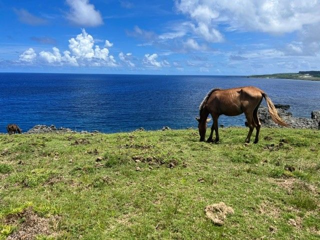 日本最西端・与那国島で事務のお仕事！
野生の「与那国馬」にも出会えます♪♪