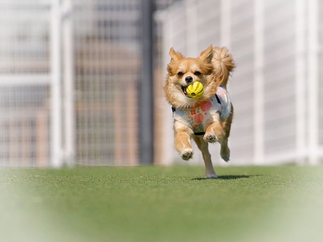 鬼怒川にあるワンちゃんと泊まれる旅館です！