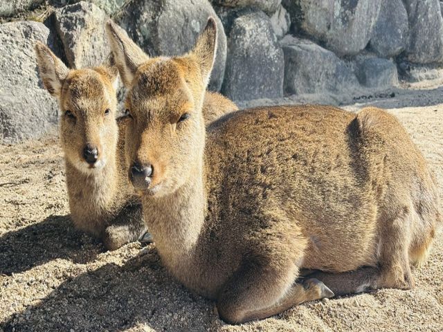 瀬戸内海に浮かぶ宮島は世界遺産もあり外国人観光客も多く訪れます。