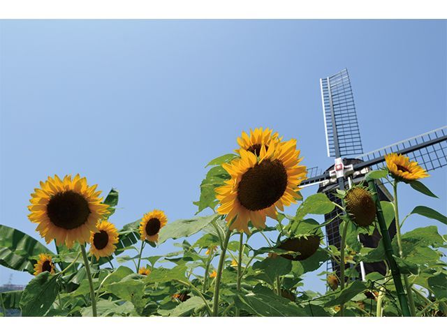 夏はひまわり！季節折々の花々が咲き誇る園内でのお仕事です！