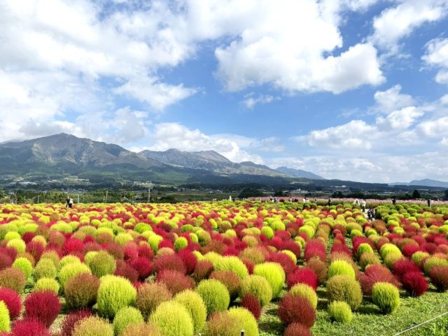 日々、彩りの変わる阿蘇。自然が好きな方は是非堪能ください。
