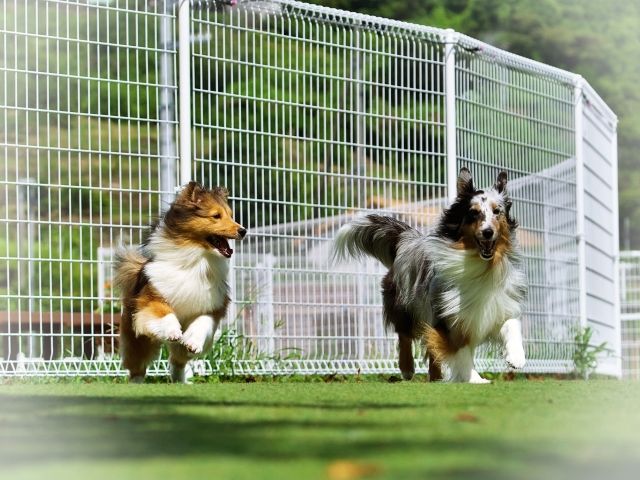 わんちゃんと泊まれるホテルのお仕事です！