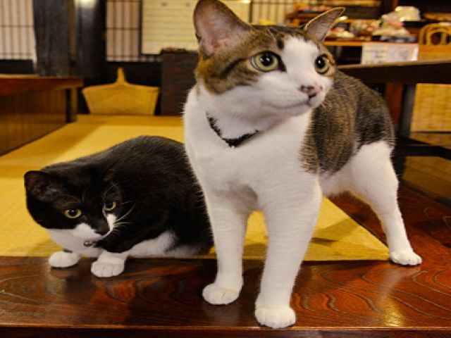 看板猫もいます！