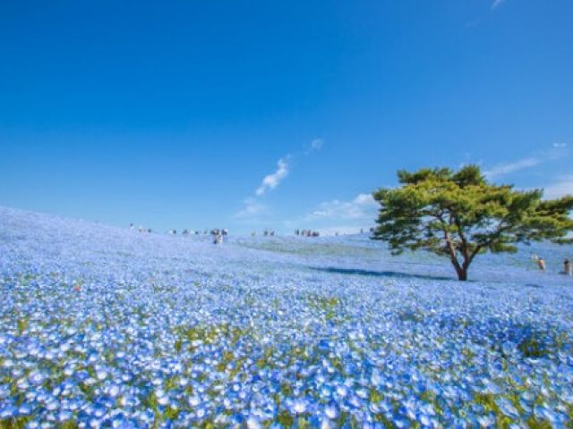 休日は是非ネモヒラを見に行きませんか？