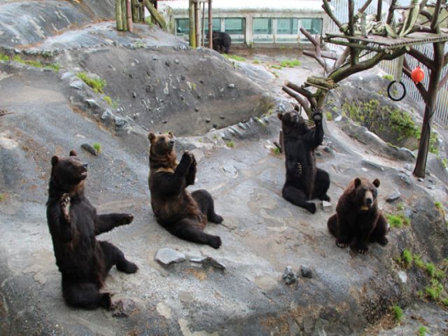 動物好きの方もぜひご応募ください(^^)/
