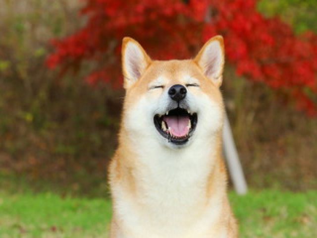 毎日わんちゃんに癒されながらお仕事できちゃう！
