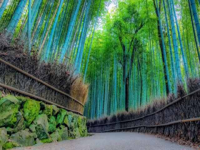 竹林も有名どころですね！