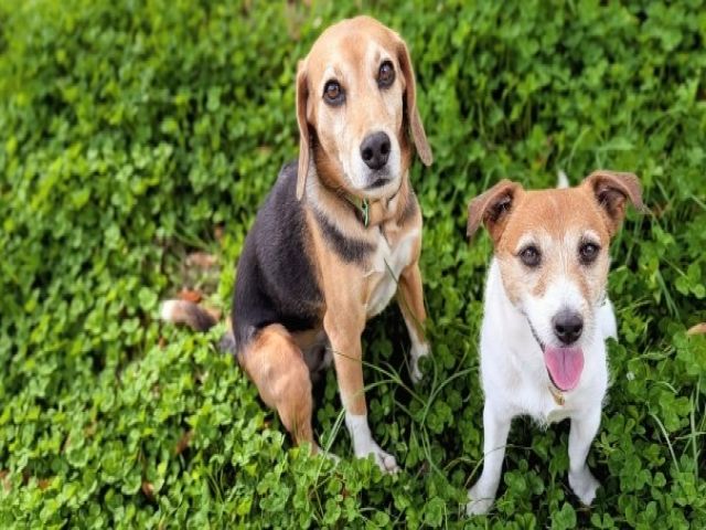 愛犬と泊まれるホテルです！