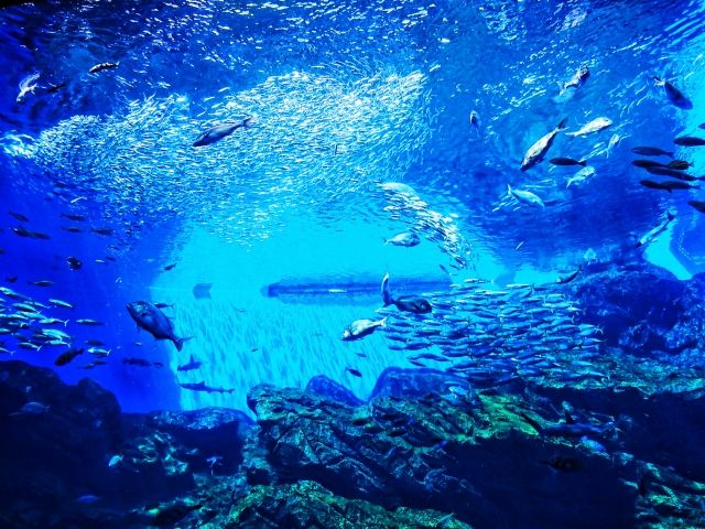 水族館も併設されているので休日に行けちゃいます♪