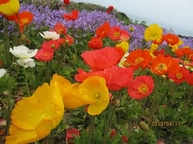 観光名所の「花さじき」♪