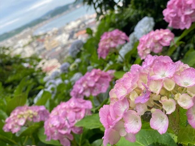 鎌倉と言えば…　あじさいの名所♪