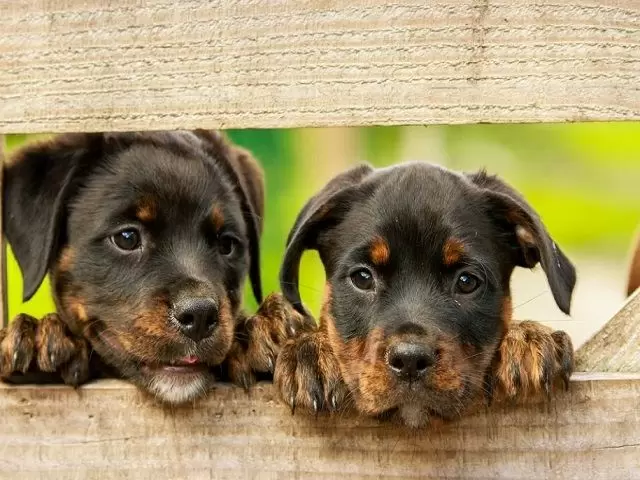愛犬と泊まれるお宿でのお仕事です！