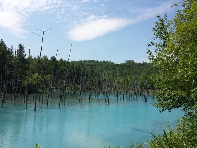 職場から車で5分先にある美瑛で最も有名な【青い池】一度は訪れたいですね！
