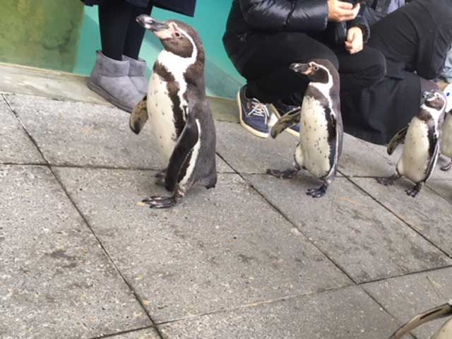 休日は城崎マリンワールドでペンギン行進見て癒されて下さい。