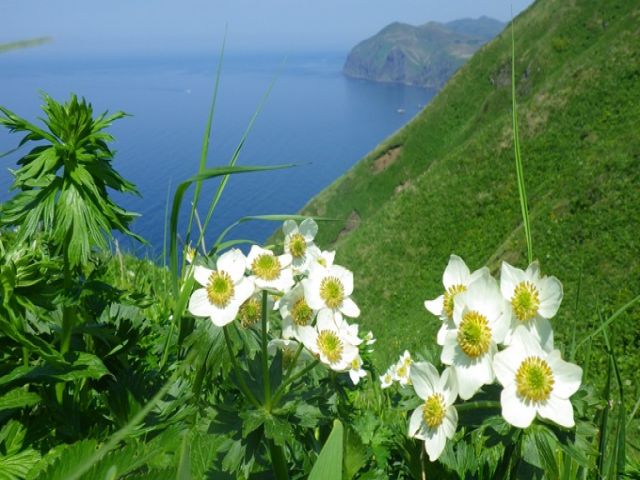 花の浮き島『礼文島』