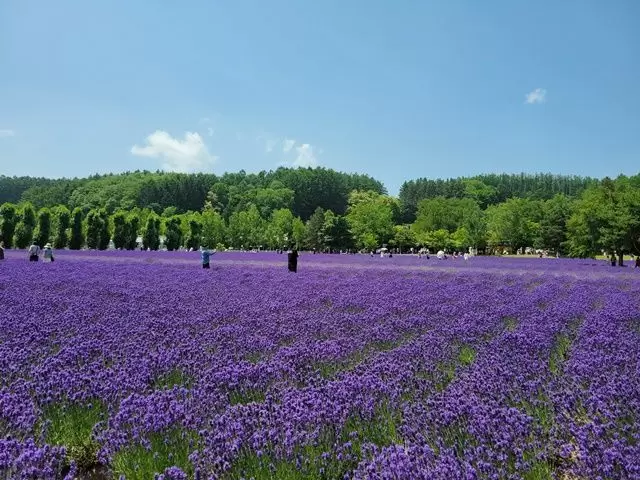 ラベンダーでおなじみ!富良野☆