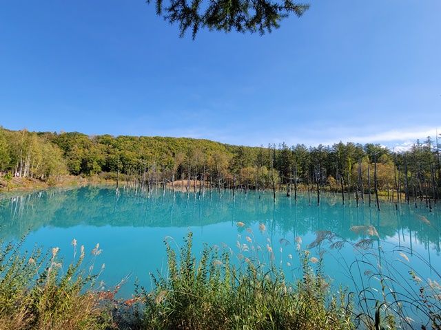 少し足をのばして美瑛観光も楽しんでください♪