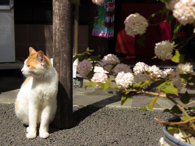 猫も箱根でまってま～す☆