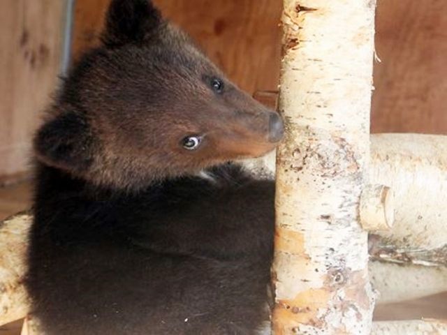 大迫力のベアマウンテン！無料で観覧できます！