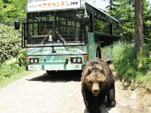 ホテルに隣接している大迫力のベアマウンテン☆無料で観覧できます！