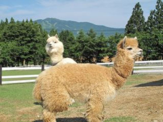 休日は動物と触れ合ってみては？