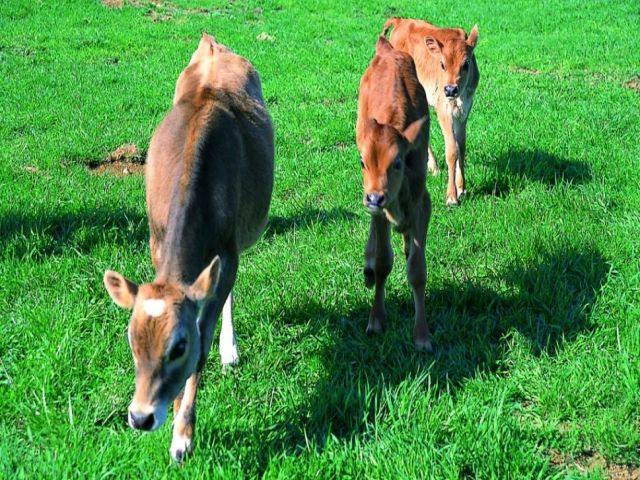 動物がたくさんいるほのぼのとした園内です♪動物がお好きな方にはピッタリです！！