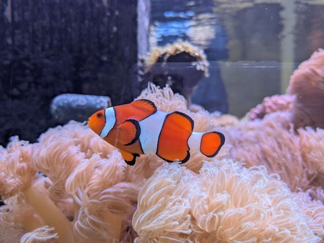 鳥羽水族館は関西屈指の老舗水族館！！たくさんの海洋生物に出会えます♪