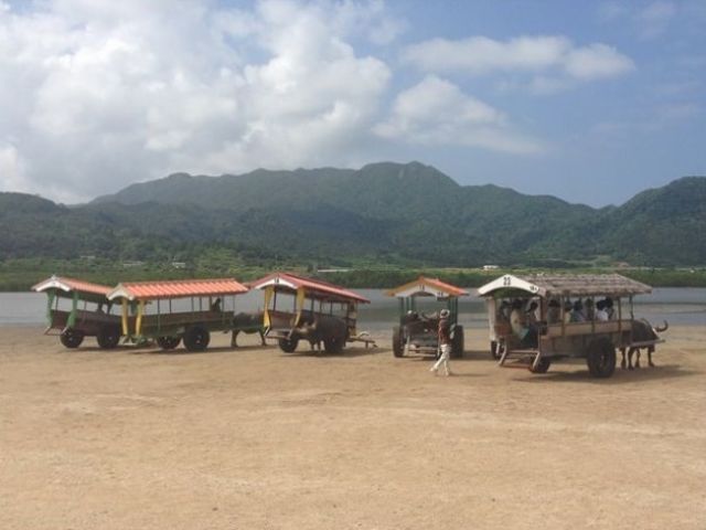 由布島の楽しみの一つが『水牛に乗ること』
のどかな風景が広がっています♪♪