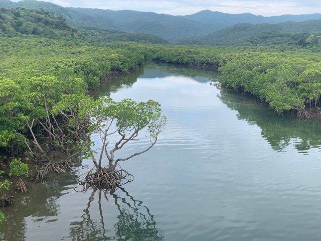 西表島と言えば何と言ってもジャングル！日本とは思えない景色に感動します♪
