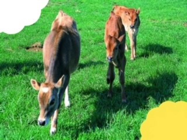 牛が約30頭も！他にもかわいい動物がたくさんいます♪
