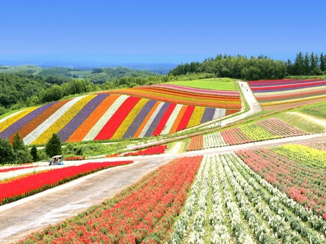 色とりどりの花畑が広がる素敵な景色