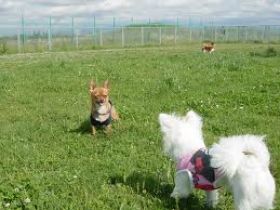 ワンちゃん連れが多くきます。犬好きにはたまらない環境です♪
