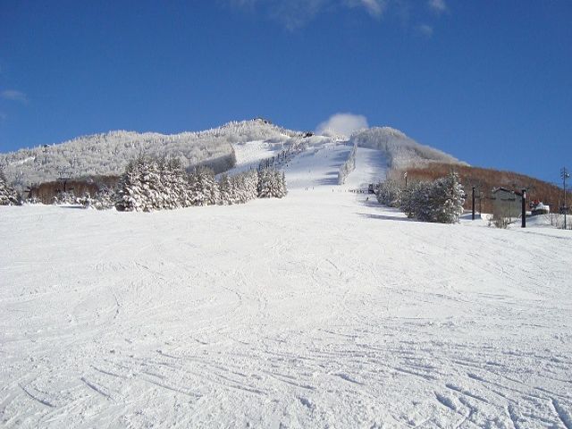 志賀高原の雪質は抜群！海外客含め毎年多くのスキーヤーが訪れます。