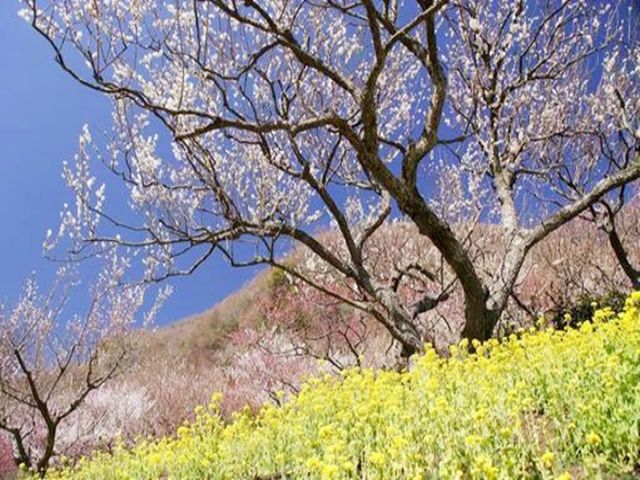 東京からアクセスＧＯＯＤ 春はこのような桜も見ることができます