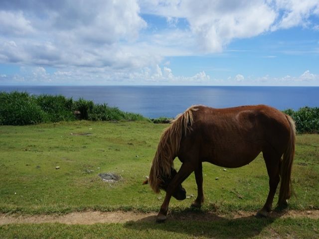 ホテル敷地内に馬！？