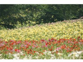 実はお花の名所なんです＊＊＊