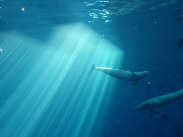 鳥羽には日本で唯一ジュゴンが見れる水族館があります！