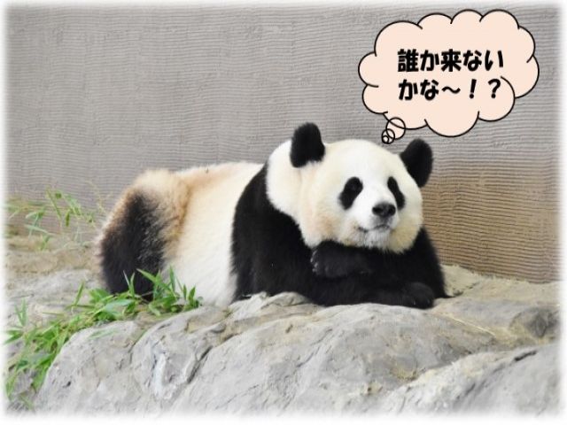 パンダの町「白浜」です！！