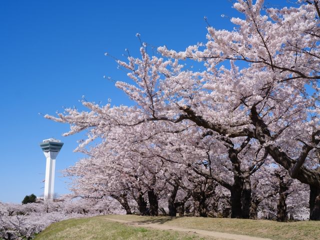 【観光】北海道を代表する桜が有名なエリア★