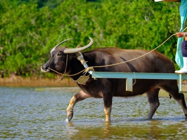水牛車で観光スポットの由布島へ！