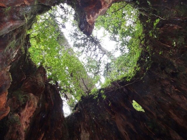 丸一日歩いてこそ出会う旅。憧れ巨樹・縄文杉は感動のスケールです。