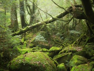 【屋久島】トレッキングツアーや登山が解禁☆休日は大自然を堪能できます！！