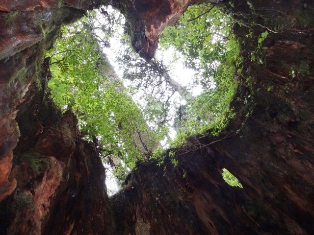 雨の多い島/屋久島。恵みを生み出し、川も海も空気も澄んでいます。