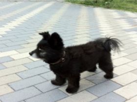 お客様が犬と泊まることができるホテルです。
犬好きには堪らない場所ですよ～！