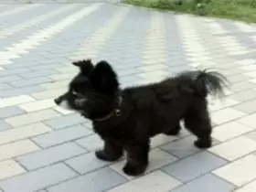 お客様が犬と泊まることができるホテルです。
犬好きには堪らない場所ですよ~!