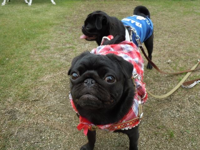 犬と泊まれるホテルでのお仕事となります。
犬好きには堪らないですよ～☆