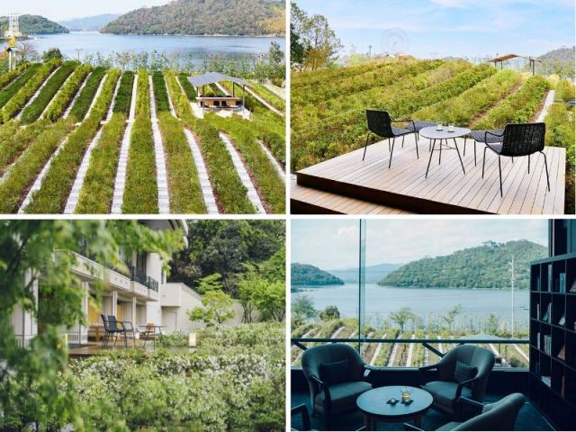 茶畑が広がります！！