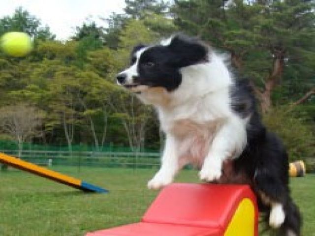 《わんちゃん一緒に！》
大事な家族と一緒に住込みリゾバはいかがですか？(^▽^)/