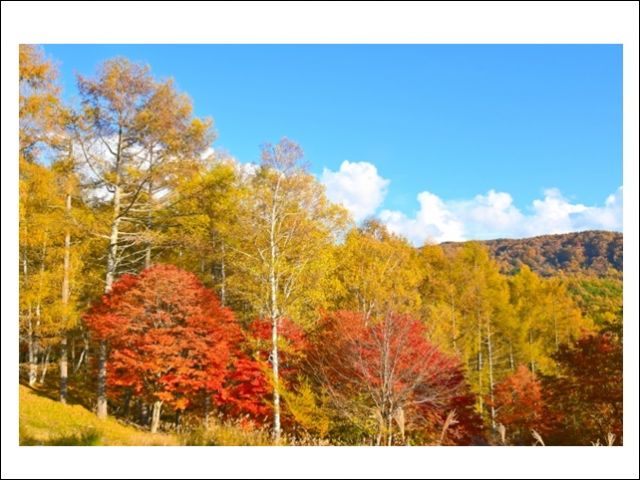 今が紅葉のピークで忙しい時期です♪
